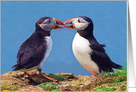 Two funny puffins Card