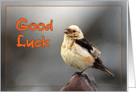 Good Luck greeting card,bird spring song card