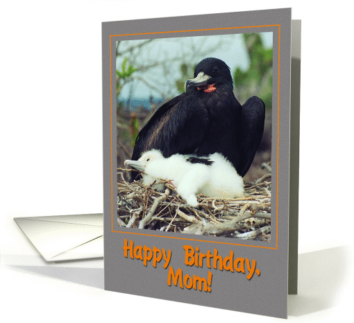 Happy birthday mom greeting card, Magnificent Frigatebird... (889122)