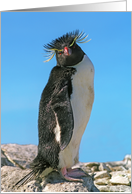 Macaroni penguin greeting card, card