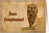 Happy Birthday,italian language greeting card, tiger in savannah card