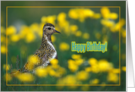 Happy birthday greeting card, bird in grass and yellow flowers card
