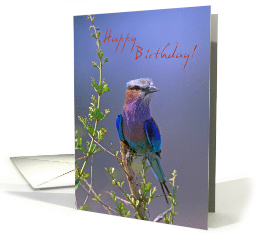 Happy Birthday, Bird on branch card (933813)