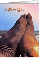 I Love You, Two Fur Seals in Love, Blank Note Card