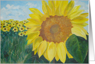 Sunflower - blank card