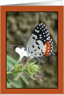 Butterfly on Flower card