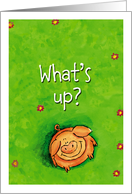 What’s up? Cute whimsical pig is looking up to ask what’s up. card