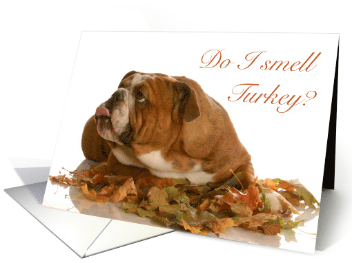 thanksgiving english bulldog laying in leaves blank pregnancy announcements at christmas