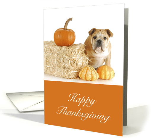 Happy Thanksgiving, English Bulldog, Bale of Hay and Pumpkins card