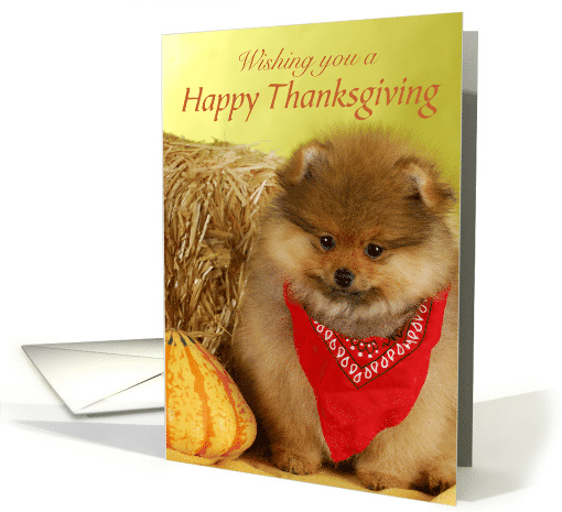 Happy Thanksgiving Pomeranian with Bandanna card (1406346)