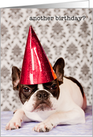 Birthday, French Bulldog in party hat, Humor card