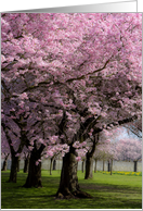 Spring Cherry Trees with pink blossoms card