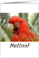 Hello card, Macaw, blank inside card