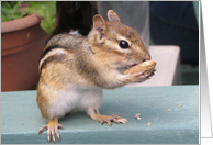 Chipmunk With Peanut, Blank Inside card