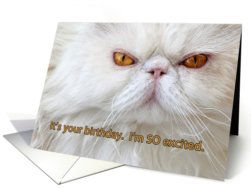 Birthday Card Angry Cat Photograph White Persian Humor Card