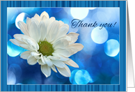 Thank you with White Daisy Flower Macro and Blue Bokeh card