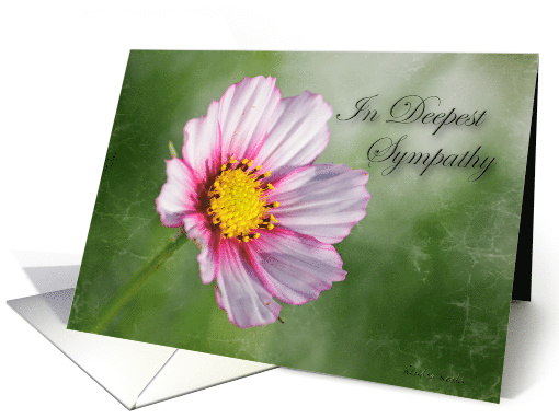 Sympathy- Pink Cosmos Flower on a green background card (697519)