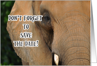 Elephant, Don’t Forget to Save the Date Invitation card