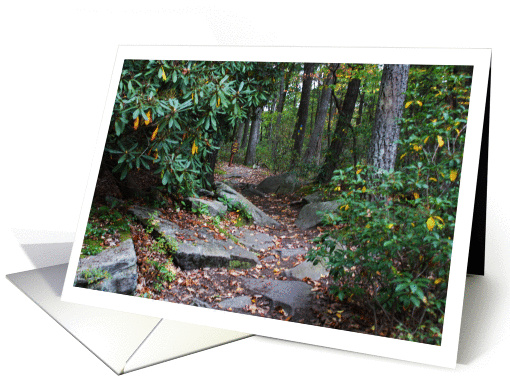 Blank Note Card Forest Mountain Laurel Path Early Fall... (746590)