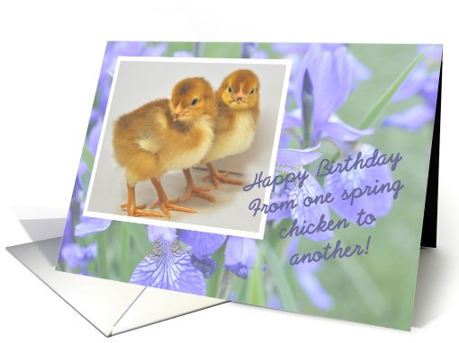 Spring Chicken Happy Birthday card (781149)