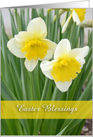 Daffodils, Happy Easter card