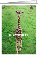 Giraffe, Just dropping by... Birthday card