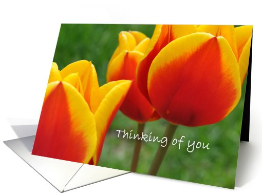 Red and Yellow Tulips, Thinking of you card (810109)