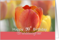 Granddaughter Happy 20th Birthday Orange and yellow tulips card