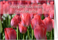 Tulip Granddaughter Birthday, photo of a field of tulips card