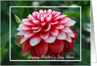 Mom Mother’s Day, Red and White dahlia close up card