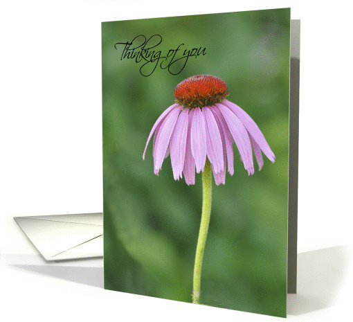 Thinking of You, purple cone flower card (925729)