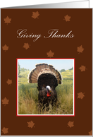 Giving Thanks, turkey and leaves card