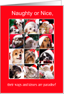 Merry Christmas from Veterinarian’s Office Collage of Pets card