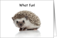 Congratulations on a New Pet Hedgehog card