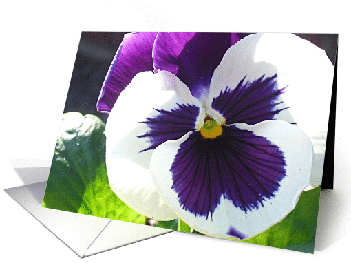 Happy Birthday Mom Pretty Purple and White Pansy card (806825)
