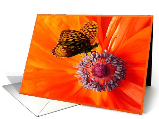 Bright Orange Poppy and Butterfly blank note card (823360)