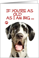 Happy Birthday Old Age Humorous Harlequin Great Dane card