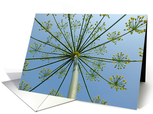Dillweed Flowers Reaching for the Sky Congratulations card (842986)