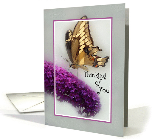 Butterfly Visiting Butterfly Bush Thinking of You card (855559)