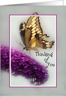 Butterfly Visiting Butterfly Bush Thinking of You card