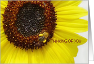 Thinking of You Bright Bold Sunflower with Honeybee Visiting card