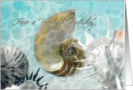 Happy Birthday Have a Beautiful Birthday Pretty Shells card