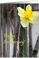 happy anniversary : Daffodil card
