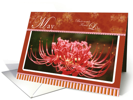 Spider Lily May Flower Birthday card (771069)