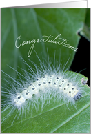 Caterpillar Science Fair Congratulations card