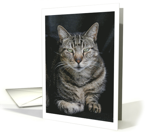 Ozzie the Tabby Cat Blank Note card (729918)