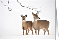 Winter Whitetail Blank Note Card