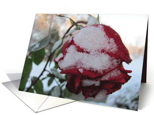 Rose In Snow
 card (738548)