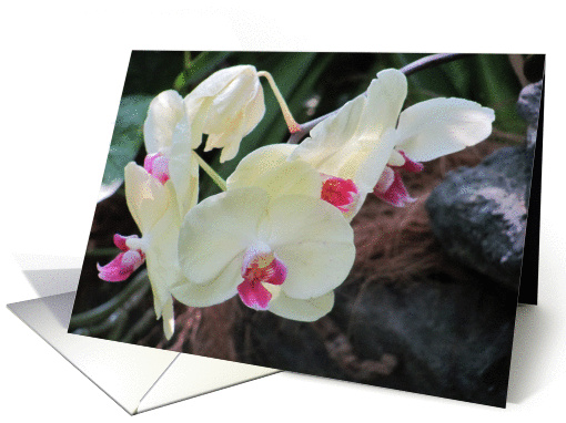 WHITEORCHID--Thinking of you card (804026)