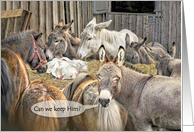 Baby Jesus in Manger with Donkeys and Ponies for Funny Christmas card